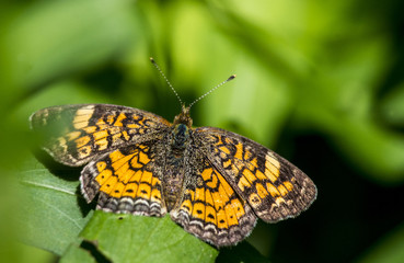 American Painted Lady sits on green leaves.