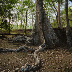 Tree in the Forest Surround Angkor Wat