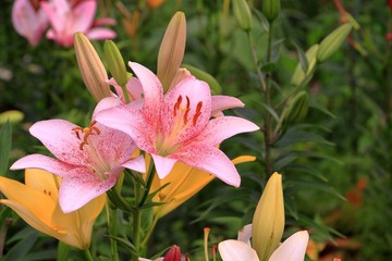 美しいピンク色の百合の花