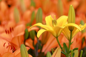 Obraz premium 美しい黄色い百合の花