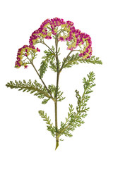 Pressed and dried flower yarrow. Isolated