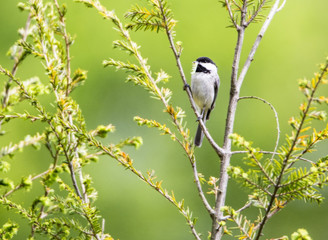 Black capped Chickadee with green background.