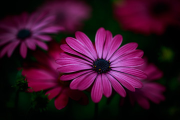 Obraz premium Flower