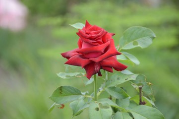 red damask rose flower in nature garden