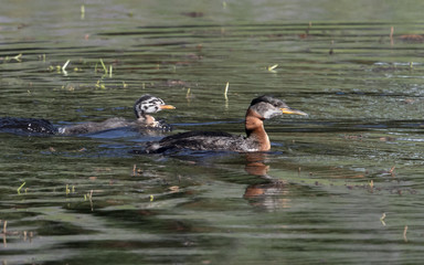 Red-necked Grebe with Juvenile