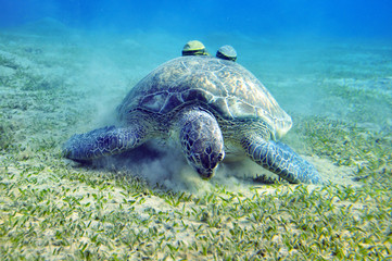 Морская черепаха прием пищи