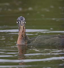 Fototapeta premium Red-necked Grebe Juvenile