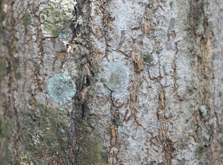 Bark of Tree Texture background, rough tree bark