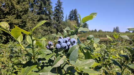 Blueberries in the sun