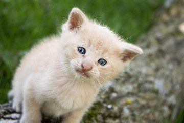 Kitten In A Tree