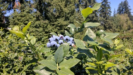 Blueberry in sun
