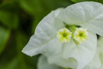 Closeup White Bougainvillea