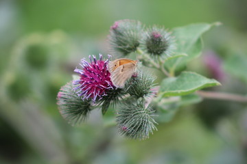 The meadow brown ,Maniola jurtina feeding on bull thistle, cirsium vulgare .Proboscis close-up. Blurred background