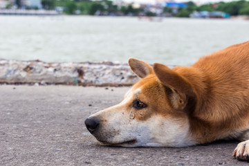 Dog at the coast : 犬・野良犬・野犬・海・海岸