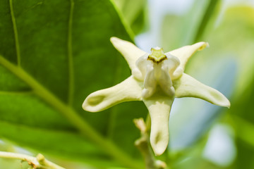 Close up of White Crown flower