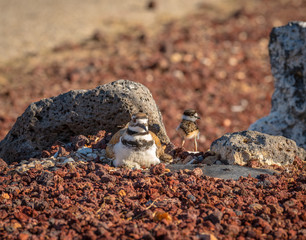 It is egg hatching day at the Killdeer nest and the adult Killdeer are busy with the eggs and the new chicks