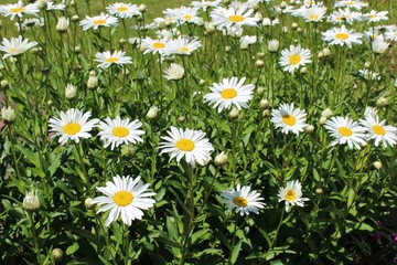 Fototapeta premium Full bloom Shasta daisies in mid summer