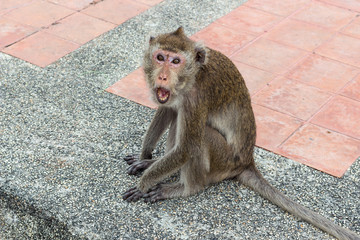 Monkey Zoo : 猿・野猿