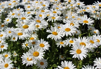 Tableaux ronds sur plexiglas Marguerites Full bloom Shasta daisies in mid summer