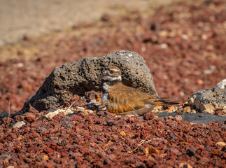 It is egg hatching day at the Killdeer nest and the adult Killdeer are busy with the eggs and the new chicks