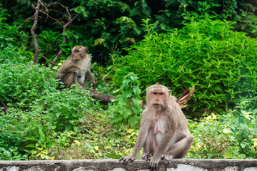 Monkey Zoo : 猿・野猿