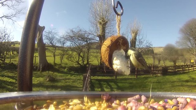 Blue tit feeding on a Bird table UK 1