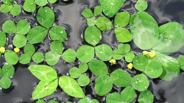 Clover leaves float on the surface of the water as a st patrick day background
