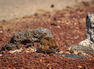 It is egg hatching day at the Killdeer nest and the adult Killdeer are busy with the eggs and the new chicks