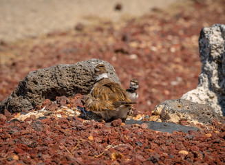 It is egg hatching day at the Killdeer nest and the adult Killdeer are busy with the eggs and the new chicks