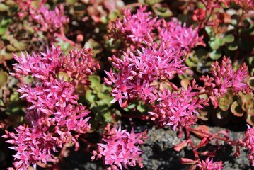 Star- shaped deep pink Sedum flowers in full bloom in mid summer