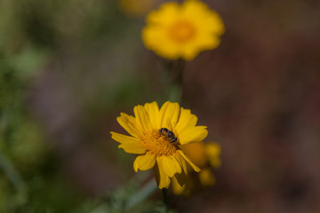 bee in yellow flower
