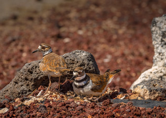 It is egg hatching day at the Killdeer nest and the adult Killdeer are busy with the eggs and the new chicks