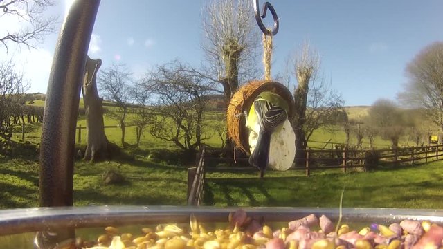 Great Ttit feeding on a Bird table UK 1