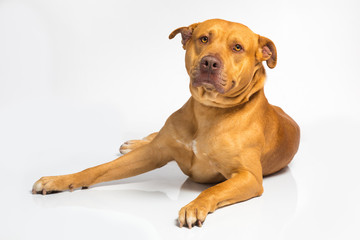 Brown dog on a white background