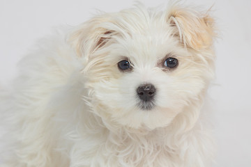 White dog on a white background