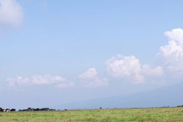 Black and white cows  in a farm and beautiful landscape view of Utsukushigahara is  one of the most important and popular natural place in Nagano , Japan.