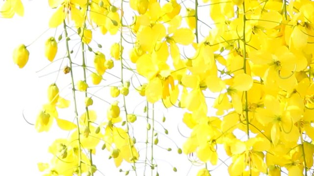 Golden rain tree or Cassia fistula flower or Ratchaphruek in Thai. It is Thailand's National flower
