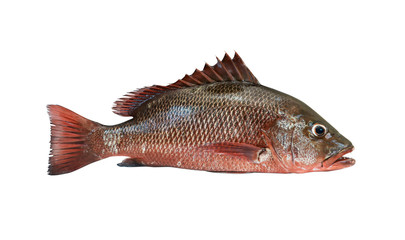 A Red snapper