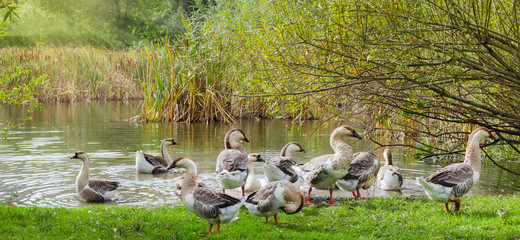 Domestic geese on the shore of a pond