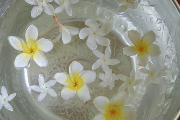 Fototapeta na wymiar White flowers float in the bowl, Songkran Day, festival of Thailand