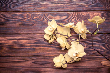 Branch of a yellow orchid on a brown wooden background
