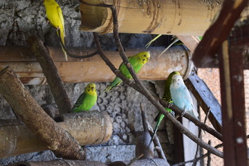 Aves