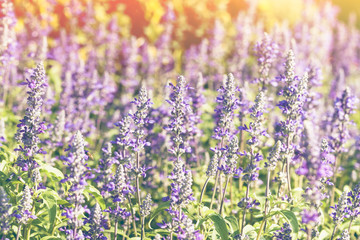 Naklejka premium Colorful field of blue salvia flower blooming in park. Vintage effect tone.