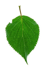 leaf isolated on the white
