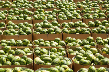 Ripe watermelons packed in cardboard boxes for delivery to the store. Stock. © Andrii Zastrozhnov