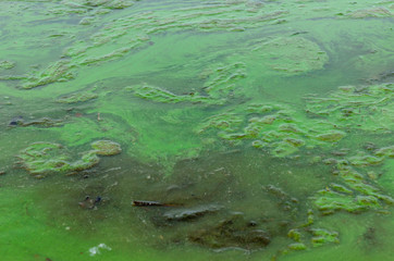 Green algae pollution on a water surface