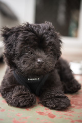 トイプードルの子犬、11週歳
