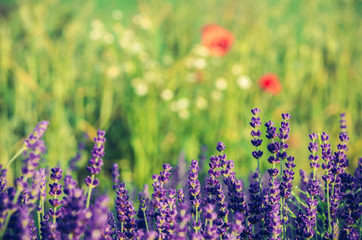 Lavender and red poppies flowers, blooming meadow