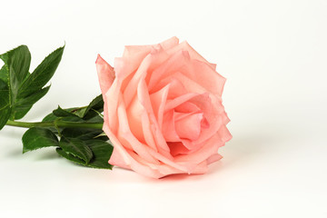 Pink rose isolated on a white background close-up.