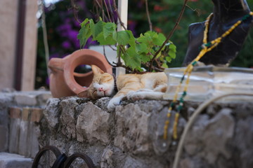 Sleeping cat